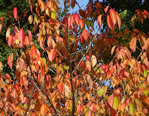 サクラの紅葉