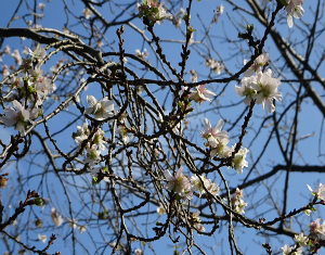 十月桜