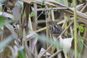 アオジ♀