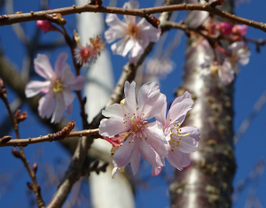 十月桜