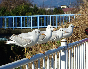 ユリカモメ