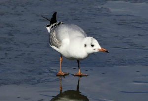 ユリカモメ(若鳥)