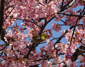 河津桜とメジロ