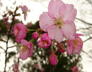 河津桜