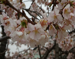 玉縄桜