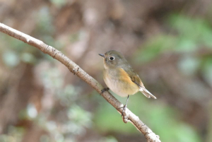 ルリビタキ♀