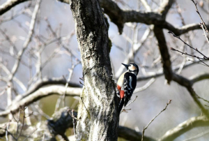 アカゲラ♀