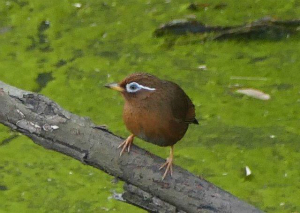 ガビチョウ