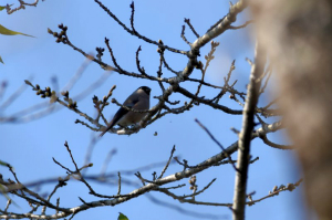 ウソ♀