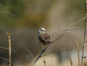 ホオジロ♀