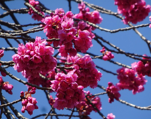 寒緋桜