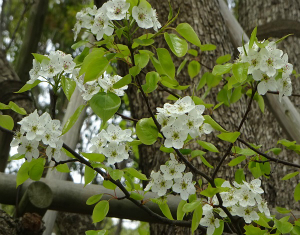 ヤマナシ