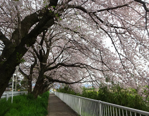 桜のトンネル