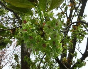 御衣黄桜