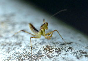 カマキリ(幼生)