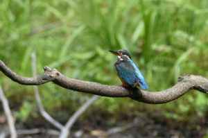 カワセミ♀