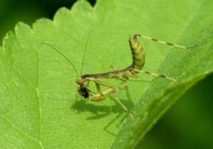 カマキリ(幼虫)