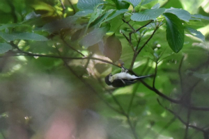 シジュウカラ(幼鳥)