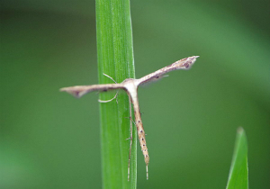 トキンソウトリバ