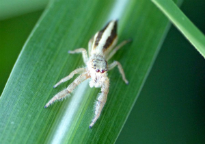 ヤハズハエトリ♀