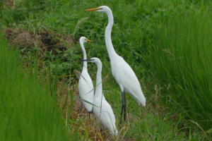 ダイサギとチュウサギとコサギ