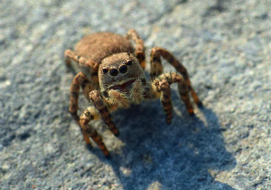 ヒトリコゲチャハエトリ♀