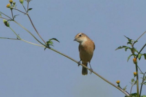 ノビタキ♀