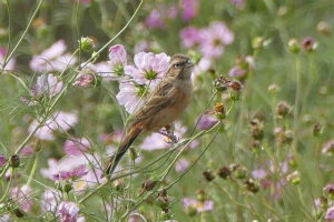 ホオジロ♀