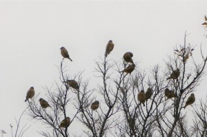 カワラヒワ