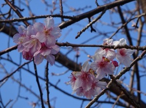 河津桜