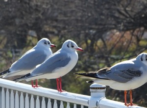 ユリカモメ