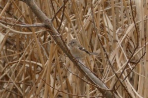 ベニマシコ♀