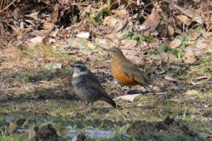 ツグミとアカハラ