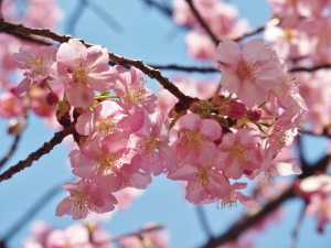 河津桜