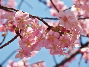 河津桜