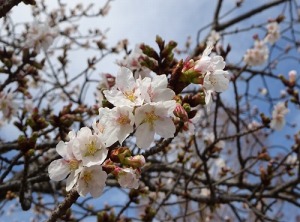 玉縄桜