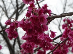 寒緋桜