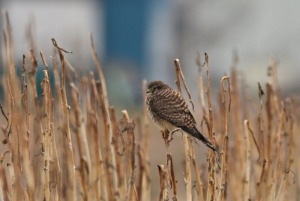 チョウゲンボウ♀