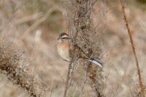 ホオジロ♀