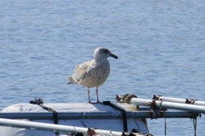 シロカモメ(幼鳥)