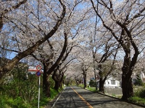 桜並木