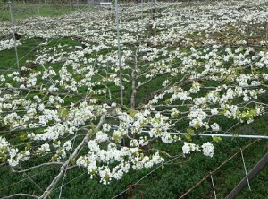 ナシの花