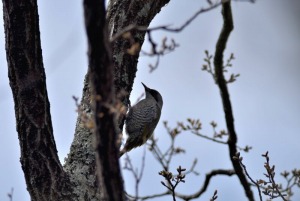 アオゲラ♀