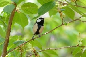 シジュウカラ♂