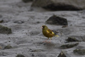 カワラヒワ
