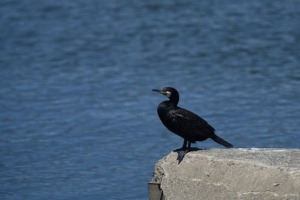 ウミウ