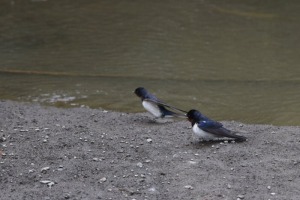 ツバメ