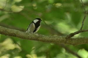 シジュウカラ