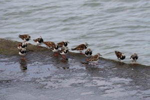 キョウジョシギ