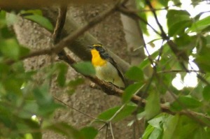 キビタキ♂